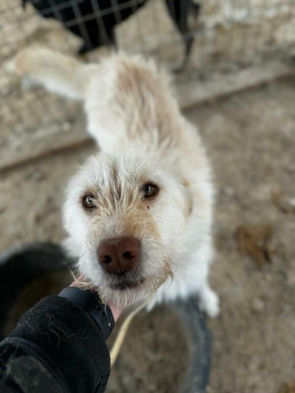 RALLE (♂) – Bild 7