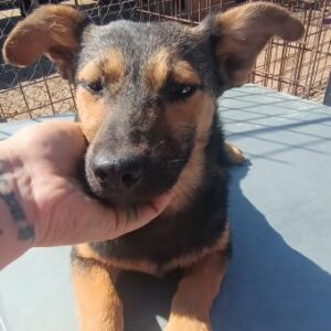 TAVI (♀) - sehr unsicher, sollte dringend ausreisen - reserviert Tierhilfe Lebenswert DR - vermittelt