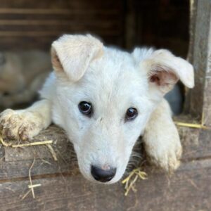 LUBI (♀) - vermittelt LS