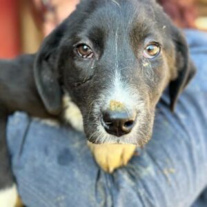 ANELI (♀) - Notfall im Shelter - jetzt auf PDR PS im PLZ Bezirk 34 - vermittelt