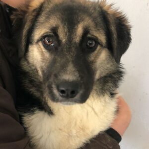 TAMZIN (♀) (=SOFIA)