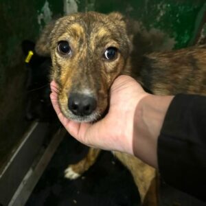 JAINA (♀)- vermittelt JW