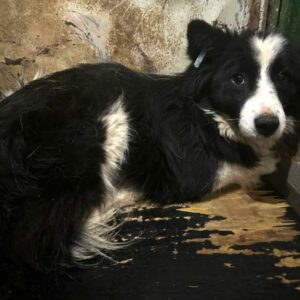 SHAUNA (♀) - ausgereist zu Step by Paw e.V.