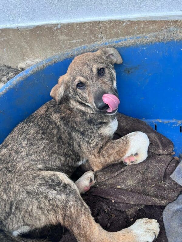 JOCKEL (♂) - ausgereist zur Hundescheune Fläming – Bild 3