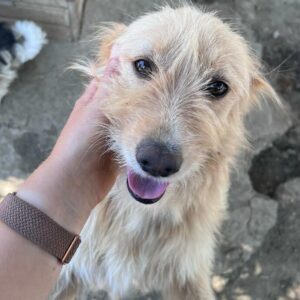 LIESELOTTE (♀) - ausgereist zur Tierhilfe Lebenswert DR 22.11.24