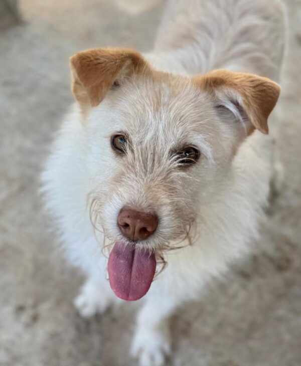 RALLE (♂)