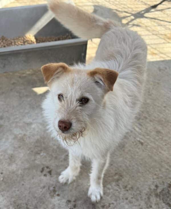 RALLE (♂) – Bild 2