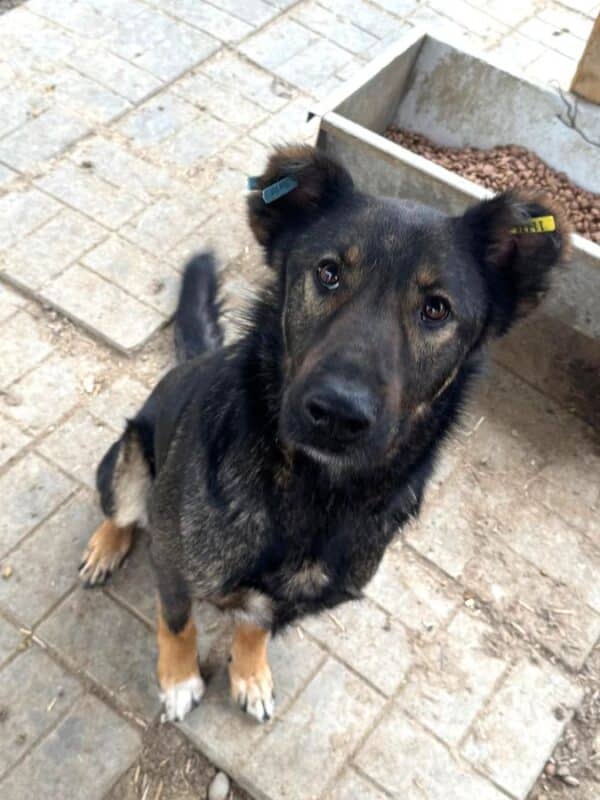 HACHIKO (♂) - kommt nicht gut zurecht, dominanter Rüde mit im Kennel – Bild 2