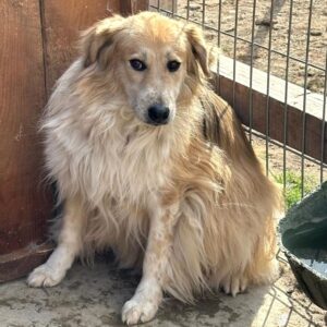 NEJA (♀) - seelischer Notfall - Mobbingopfer (09/25)