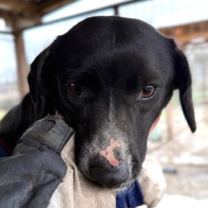 JEBARI (♂) - sollte dringend ausreisen, wird unsicher