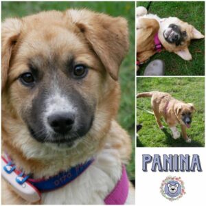 PANINA (♀) in 21493 Möhnsen  - vermittelt