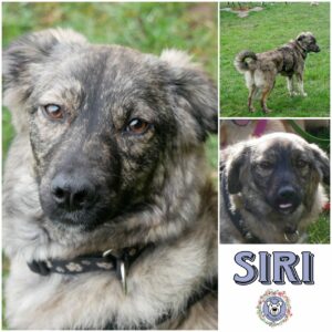 SIRI (♀) in 21493 Möhnsen - vermittelt