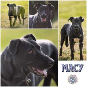 MACY (♀) in 73278 Schlierbach