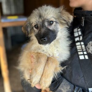 FELINCHEN (♀) - Notfall: zu dünn, verfilzt, Hautprobleme - vermittelt NH