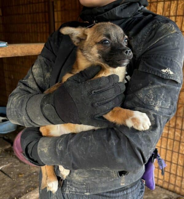 NIXE (♀) - wird unsicher, sollte dringend Ausreisen - reserviert Tierhilfe Lebenswert DR - vermittelt – Bild 6