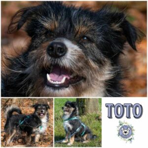 Toto (♂) 18311 Ribnitz Damgarten - vermittelt