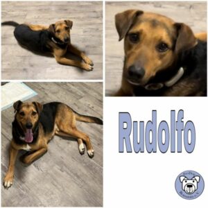 Rudolfo (♂) in 56753 Mertloch  - vermittelt