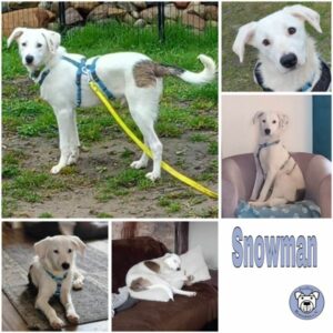 Snowman (♂) in 23779 Neukirchen - vermittelt