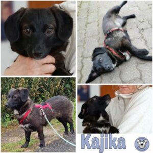 Kajika (♀) 63773 Goldbach - vermittelt