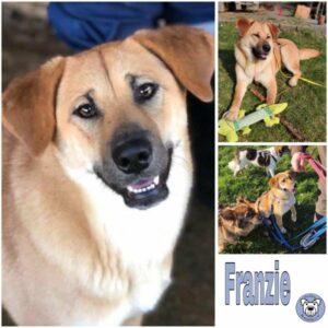 Franzie (♀) 58256 Ennepetal - vermittelt