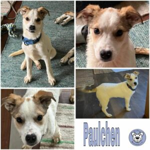 Paulchen (♂) in 92637 Weiden - vermittelt