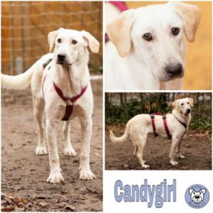 Candygirl (♀) 49716 Meppen - vermittelt