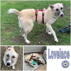 Lovelace (♀) in 66265 Heusweiler - vermittelt