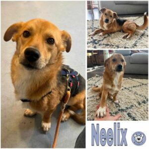 Neelix (♂) in 74626 Bretzfeld - vermittelt