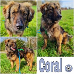 Coral (♀) in 64846 Groß-Zimmern - vermittelt