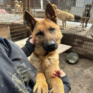 FREEDOM (♂) - seel. Notfall - ausgereist zu Vierbeiner in Not