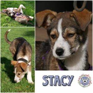 STACY (♀) in 21493 Möhnsen - vermittelt