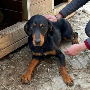 CORINNA (♀) - Nofall im Shelter: -auf PDR PS im PLZ Bezirk 59 *ausgereist* vermittelt