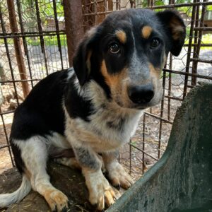 FRITZL (♂) - auf PDR PS im PLZ Bezirk 45 - vermittelt