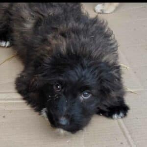 CUTIE (♀) - ausgereist zur Hundescheune Fläming