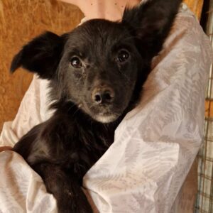 PADMÉ (♀) - auf PDR PS im PLZ Bezirk 24  - reserviert