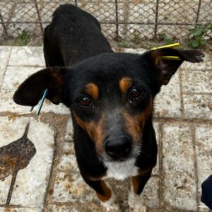 PEPPY (♂) - ausgereist zum TST Rösrath