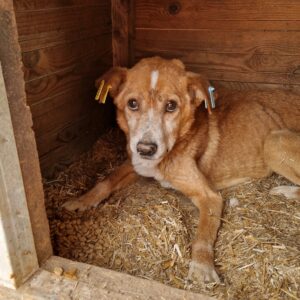 LUKI (♂) - Notfall-Opa - komplett abgemagert - vermittelt Manuela