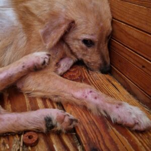 PAWLIK (♂) - Notfall: starke Hautprobleme, viel zu dünn - ausgereist zur Tierhilfe Lebenswert