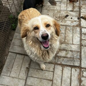 NESTA (♀) - ausgereist zum TST Rösrath