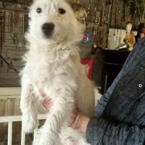 MYA (♀) - reserviert Tierhilfe Lebenswert DR - vermittelt