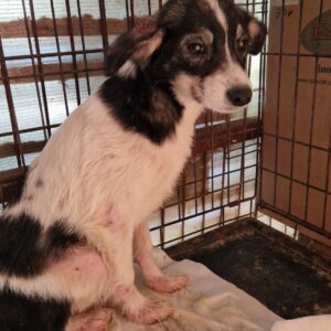 PIWIE (♀) - RBB 05/24