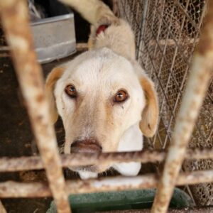 LEVIO (♂) Notfall: viel zu dünn, Bisswunde - auf PDR PS im PLZ Bezirk 10  - vermittelt