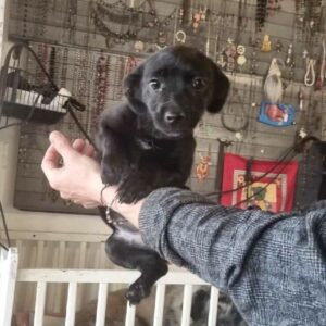 PRETTY (♀) - ausgereist zur Hundescheune Fläming