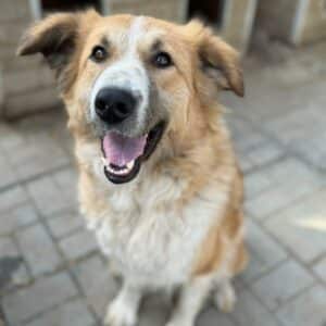 HARRIET (♀) - auf PS im PLZ Bereich 67 - vermittelt