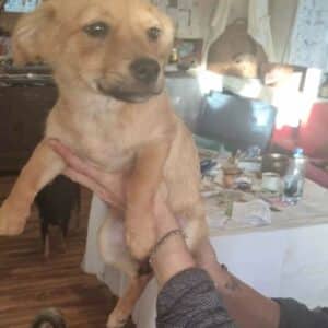 SILJA (♀) - auf PDR PS im PLZ Bezirk 18 - reserviert