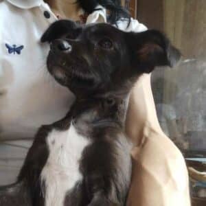 AMIRA (♀) - reserviert Tierhilfe Lebenswert DR - vermittelt 11.10.24