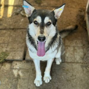 THANOS (♂) - ausgereist zur Tierhilfe Lebenswert DR 06.12.24