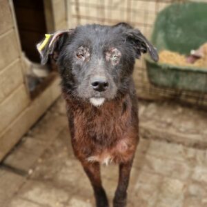 SOLITARY (♀) - Hautprobleme + stark entzündete Augen - ausgereist zum TH Iserlohn