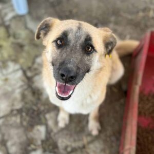 YUNICA (♀) - ausgereist zu TINO