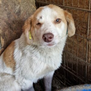 LINUS (♂) - seelischer Notfall - sehr resigniert und traurig - rechtes Auge defekt - reserviert Tierhilfe Lebenswert DR - vermittelt